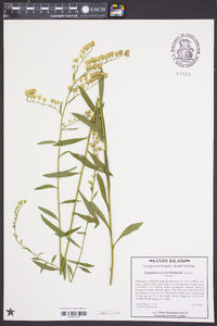 Solidago leavenworthii image