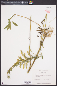 Solidago leavenworthii image