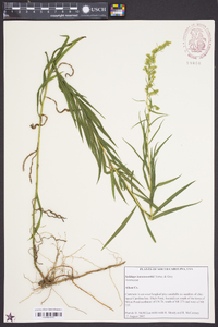 Solidago leavenworthii image