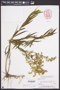 Solidago leavenworthii image