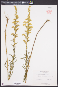 Solidago leavenworthii image