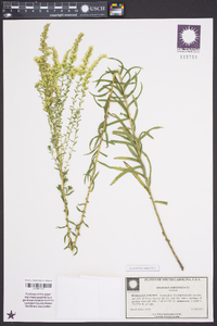 Solidago tortifolia image