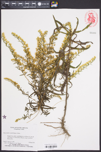 Solidago tortifolia image