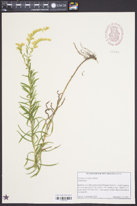 Solidago tortifolia image