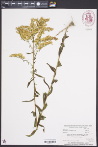 Solidago tortifolia image