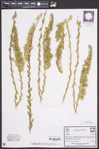 Solidago stricta image