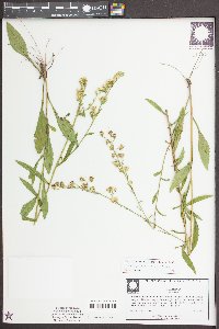Solidago vaseyi image