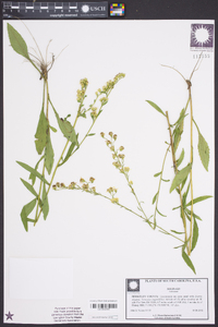 Solidago vaseyi image