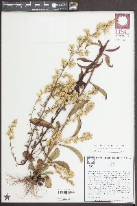 Solidago erecta image