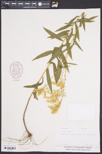 Solidago leavenworthii image