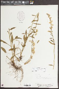 Solidago vaseyi image