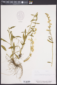 Solidago vaseyi image