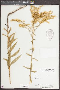 Solidago leavenworthii image