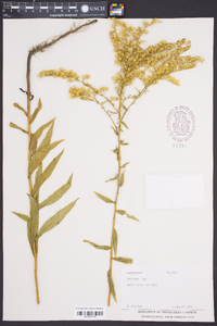 Solidago leavenworthii image