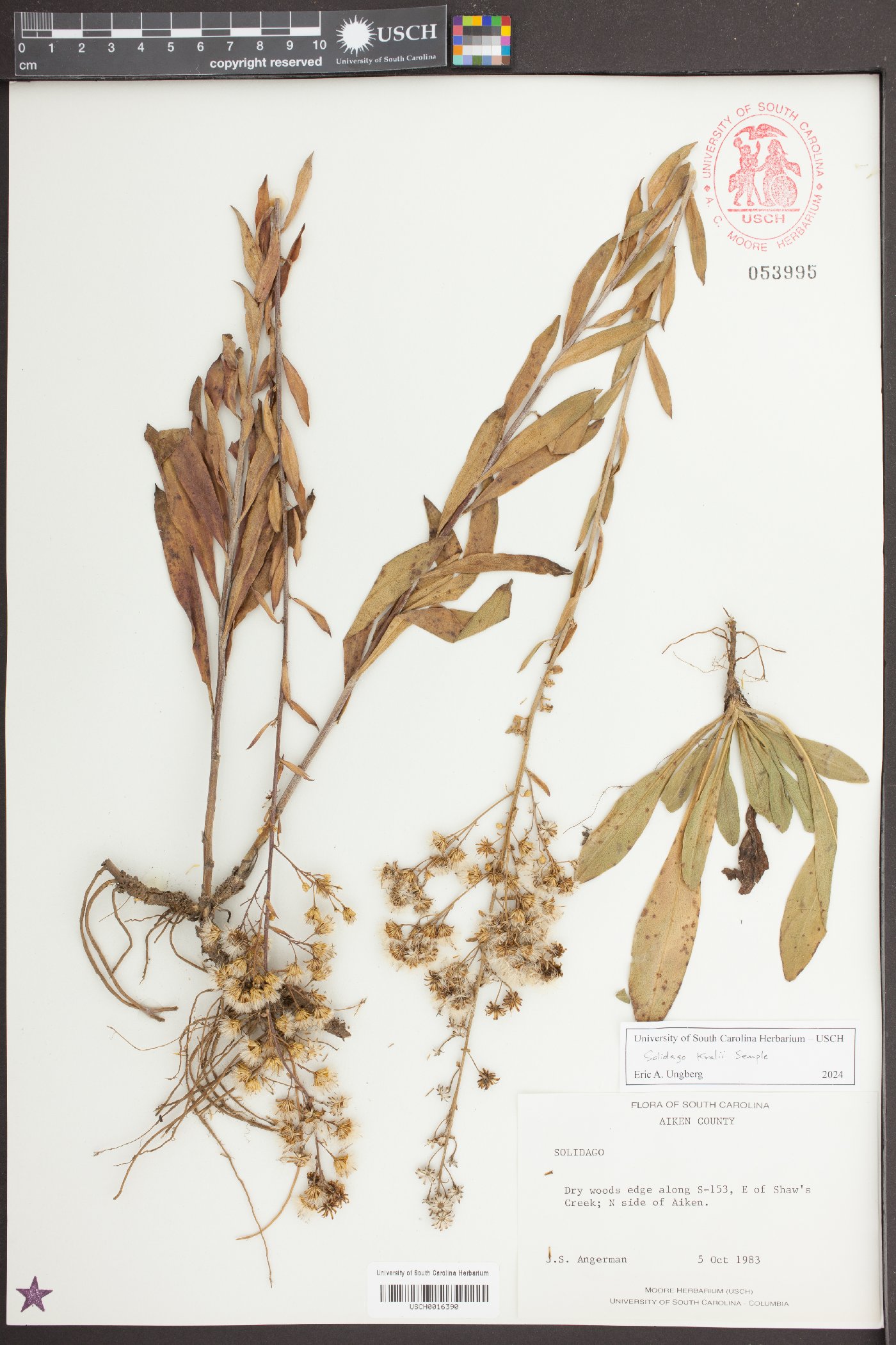Solidago kralii image