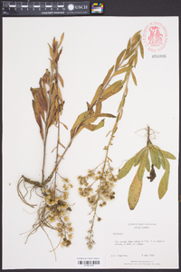 Solidago kralii image