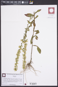 Solidago fistulosa image