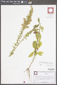 Solidago fistulosa image