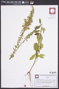 Solidago fistulosa image