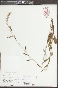 Solidago vaseyi image