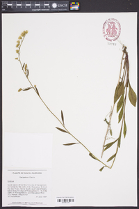 Solidago vaseyi image