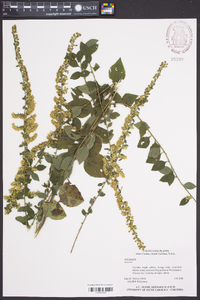 Solidago sphacelata image