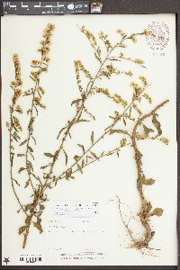 Solidago vaseyi image