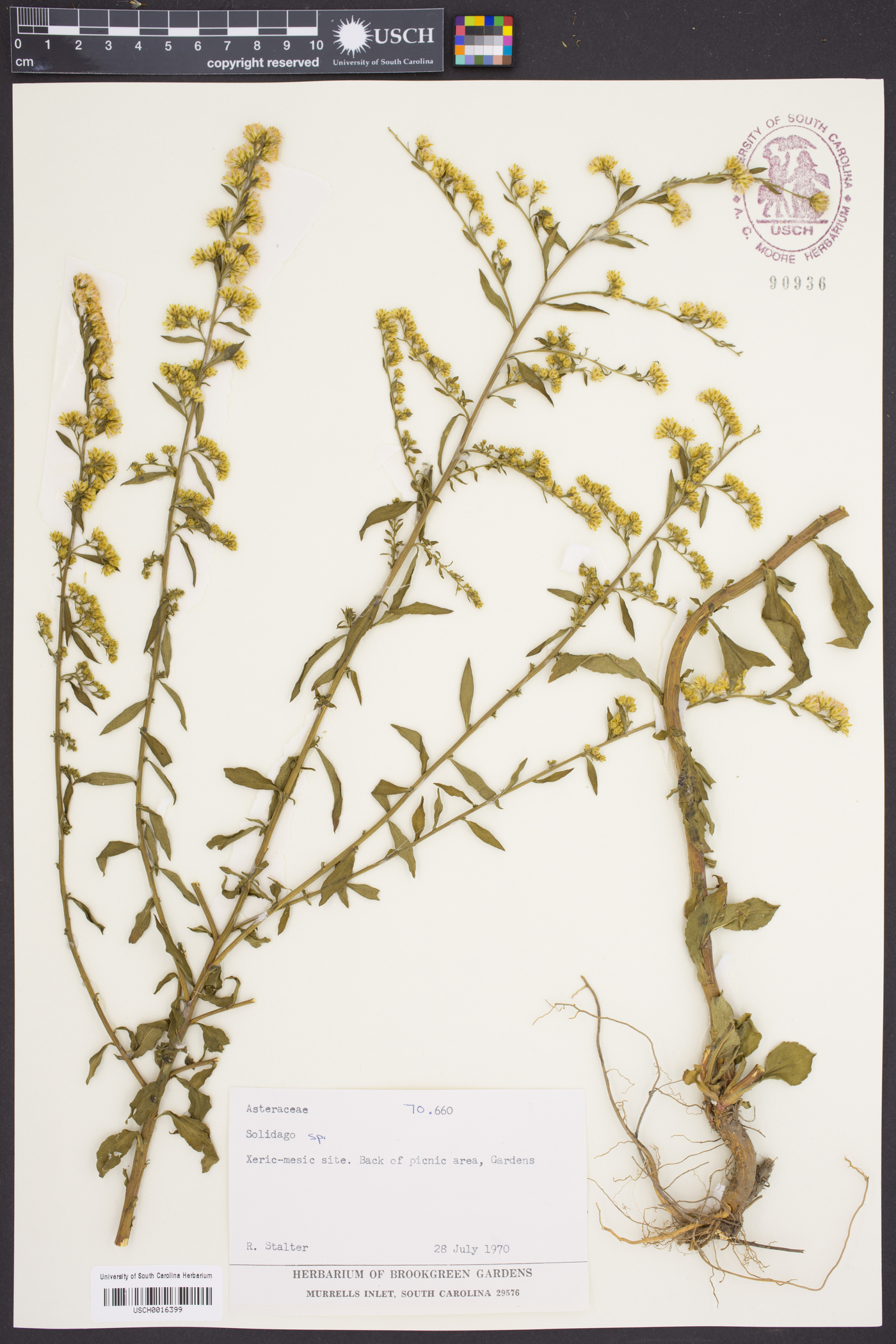 Solidago vaseyi image