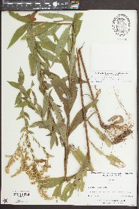 Solidago altissima image