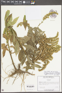 Solidago altissima var. pluricephala image