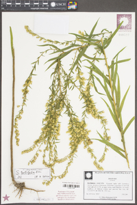 Solidago tortifolia image