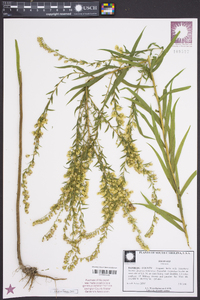 Solidago tortifolia image