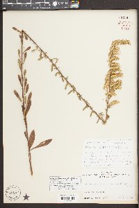 Solidago puberula var. pulverulenta image