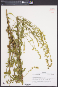 Solidago ludoviciana image