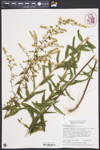 Solidago odora var. chapmanii image