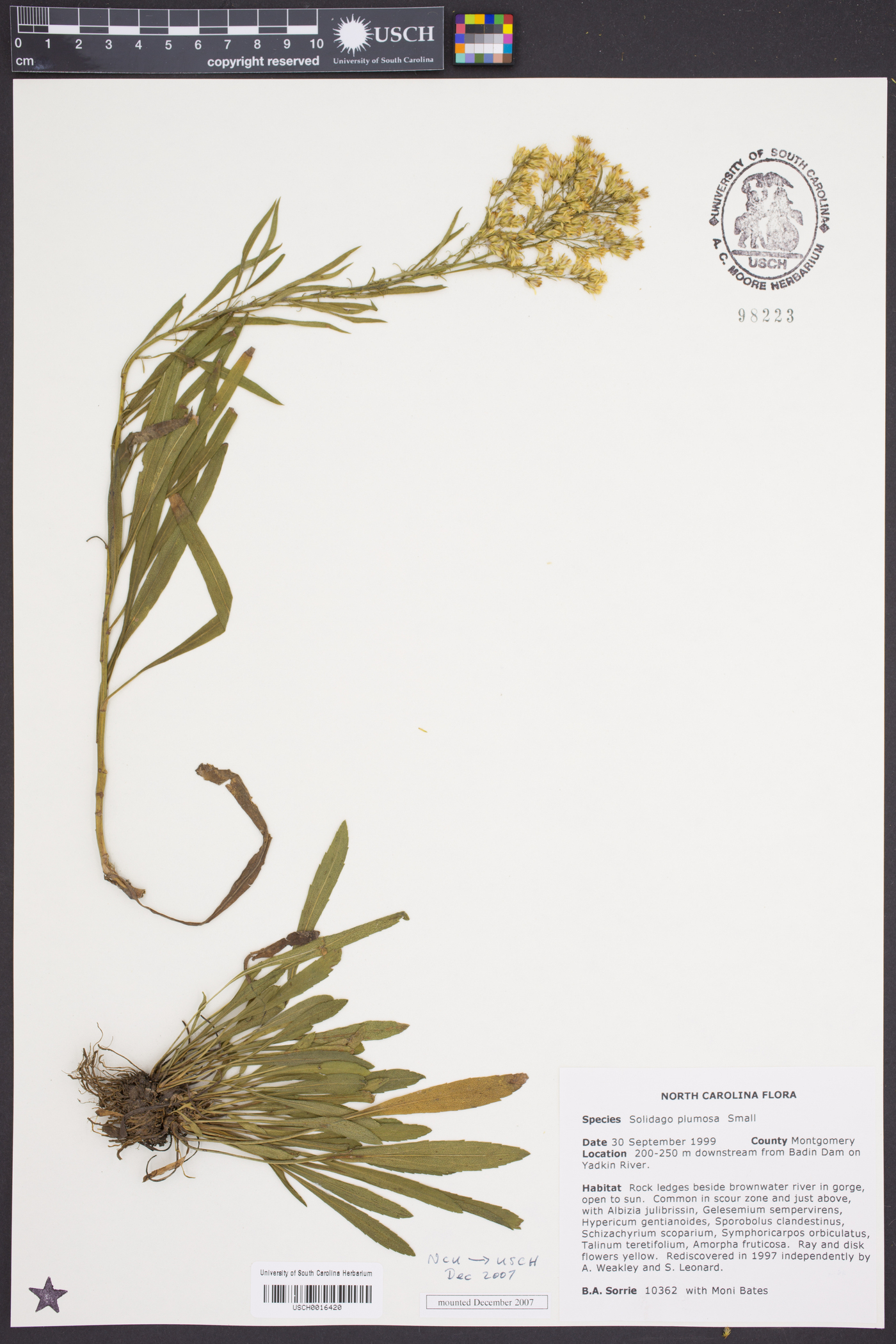 Solidago plumosa image