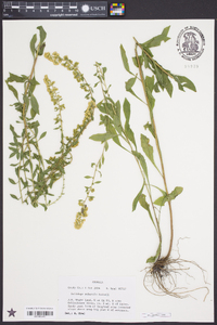 Solidago puberula image