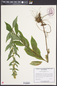 Solidago puberula image