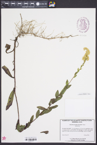 Solidago fistulosa image