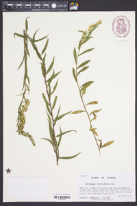 Solidago tortifolia image