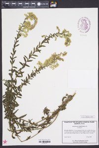 Solidago tortifolia image