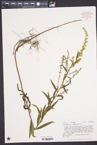 Solidago tortifolia image