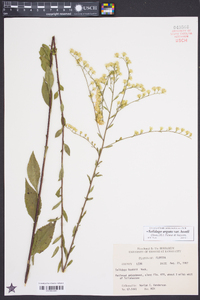 Solidago arguta var. boottii image