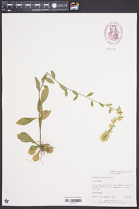 Solidago erecta image