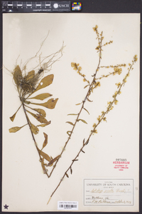 Solidago erecta image