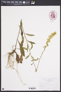 Solidago erecta image