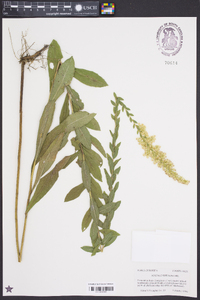 Solidago fistulosa image