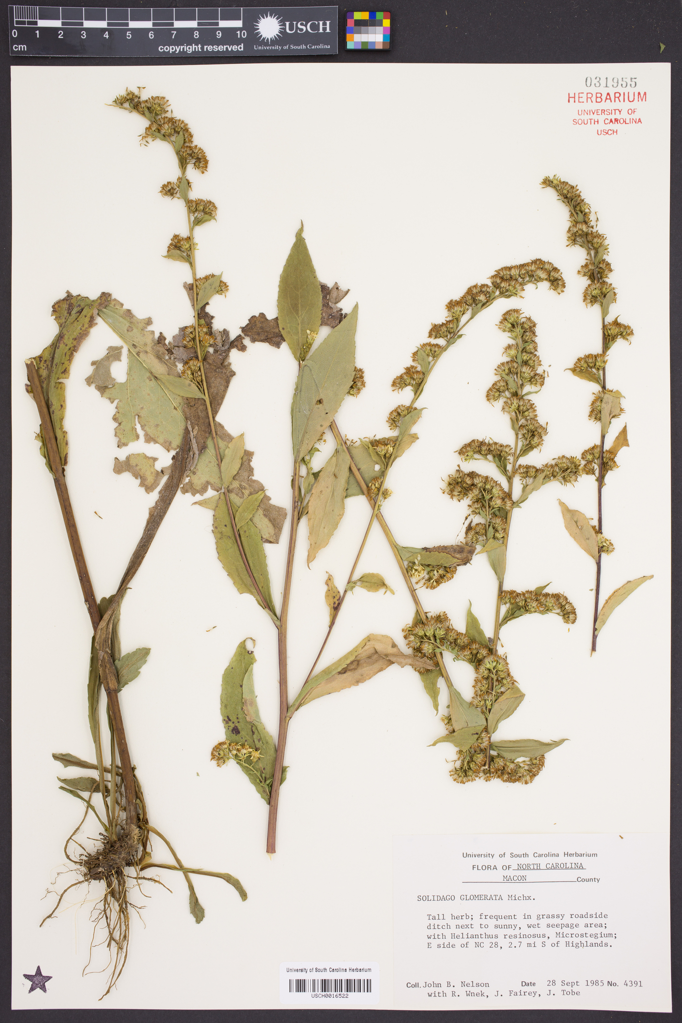 Solidago glomerata image