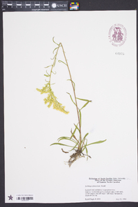 Solidago pinetorum image