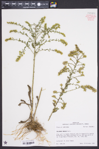 Solidago radula image